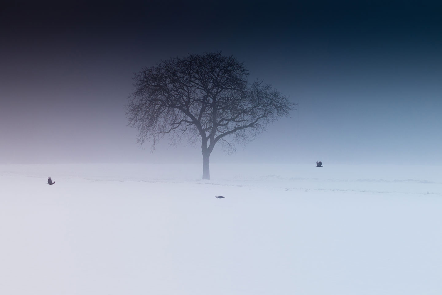 Misty scene with a single tree in the middle